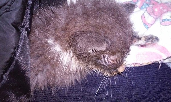 #Безкота_добро.Подобрали слепого, больного, ветеринары не давали и суток, но мы любили и верили.... ... - 2