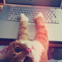 �����, ����������