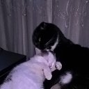 ���� �����, �����, 53 ���� - ��������� 6 ������� 2020 � ������ ������ ��������