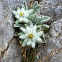 ���� Edelweiss, ������, 49 ��� - ��������� 26 ���� 2020 � ������ ���� ����������