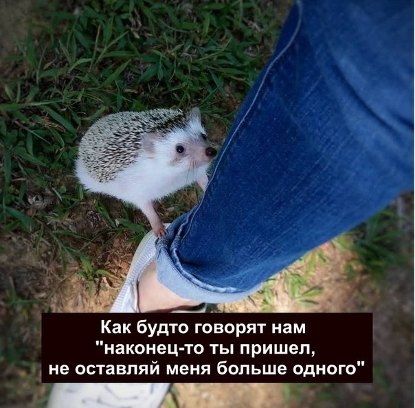  e e , poa.   ka e oko . o ok - 6