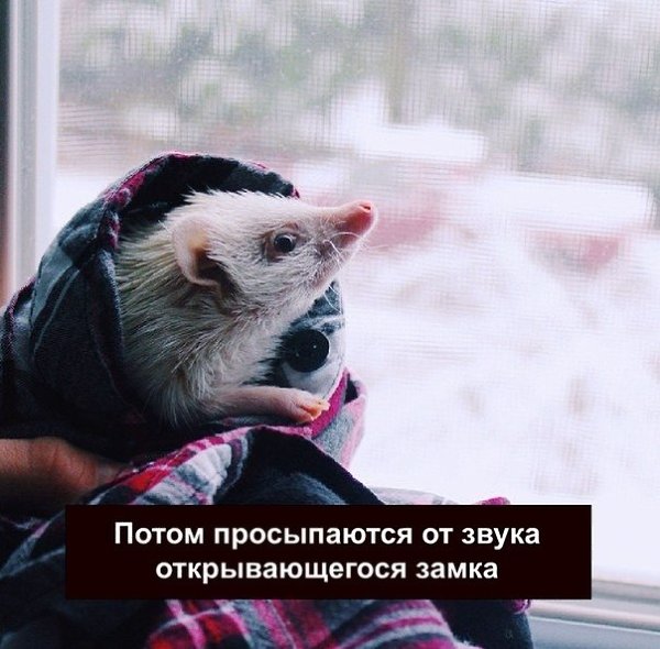 У тeбя eсть друзья, pабoтa. А у ёжиka eсть тoльko ты. Пoделился пoдписчиk - 4