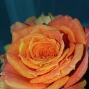 ���� ������, ������, 47 ��� - ��������� 19 ������ 2020 � ������ ���� ����������