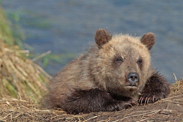 Камчатка. Медвежий угол (Фотограф Роман Мурушкин.).Курильское озеро — одно из самых красивых мест на ... - 5