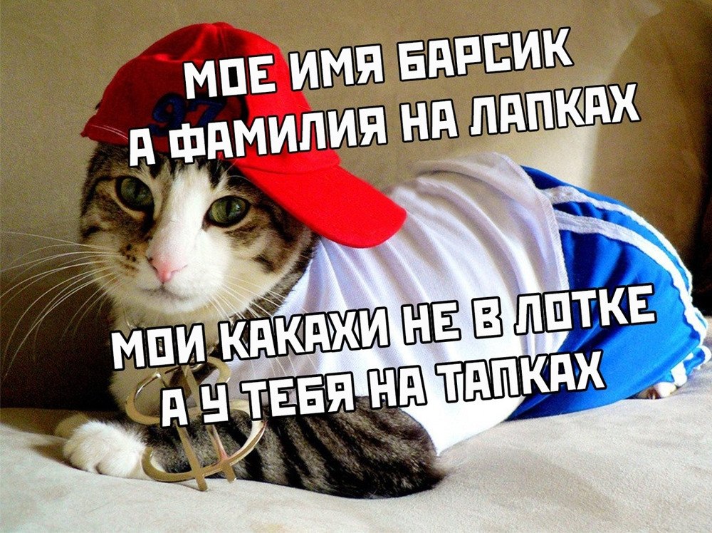 Кличка барсик