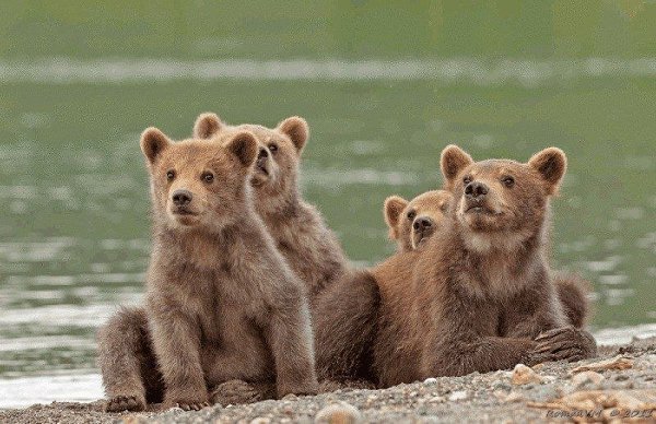 Камчатка. Медвежий угол (Фотограф Роман Мурушкин.).Курильское озеро — одно из самых красивых мест на ... - 10