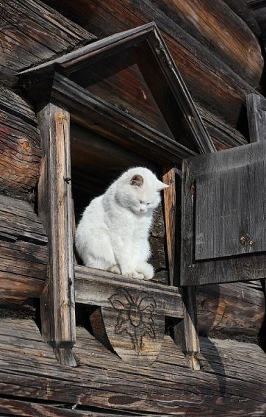 у тебя есть друзья, работа. а у кота есть только ты. иди домой, там тебя ждёт кот. - 7