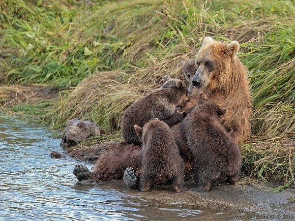 Камчатка. Медвежий угол (Фотограф Роман Мурушкин.).Курильское озеро — одно из самых красивых мест на ... - 4