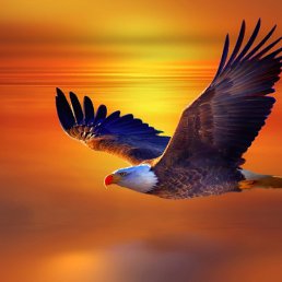 �����, �����, 45 ���