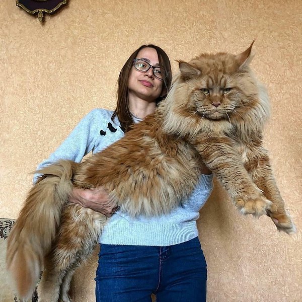 Мейн-кун: Крупнейшая порода кошек, самцы весят от 5,9 до 12кг , а самки от 3,6 до 8,5 кг. Высота в ... - 4