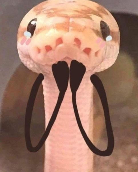 o ?   o :