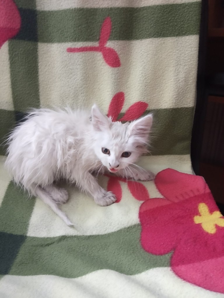 #_.     ,   ,    , ...