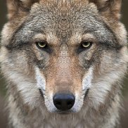 ����������, 64 ����, ������