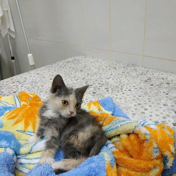 #Безкота_добро.Жила, значит, жила я себе спокойно на улице. Подумаешь, блохастая, с воспаленными ... - 3