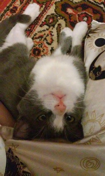 #Безкота_добро.Подобрали слепого, больного, ветеринары не давали и суток, но мы любили и верили.... ... - 3