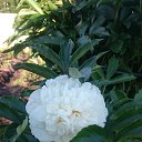  , , 41  -  23  2020      )))