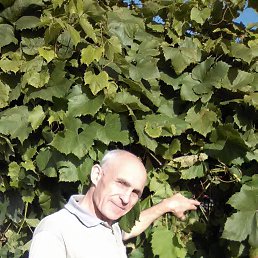 ��������, �����������, 65 ���