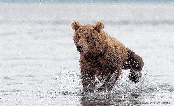 Камчатка. Медвежий угол (Фотограф Роман Мурушкин.).Курильское озеро — одно из самых красивых мест на ... - 8