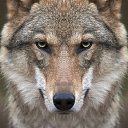 ���� ����������, ������, 64 ���� - ��������� 14 ������ 2020 � ������ ���� ����������