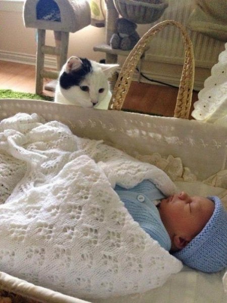Не лишайте ребенка радости общения с животными. Ведь никто не сможет научить маленького человечка ... - 6