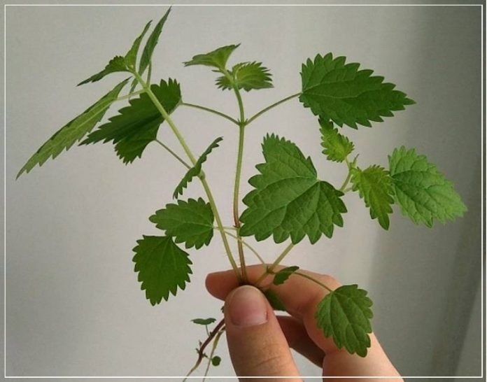ПОЛЕЗНЫЕ СВОЙСТВА МОЛОДОЙ КРАПИВЫ.Думаю, нет такого человека, который был бы не знаком с крапивой и ...