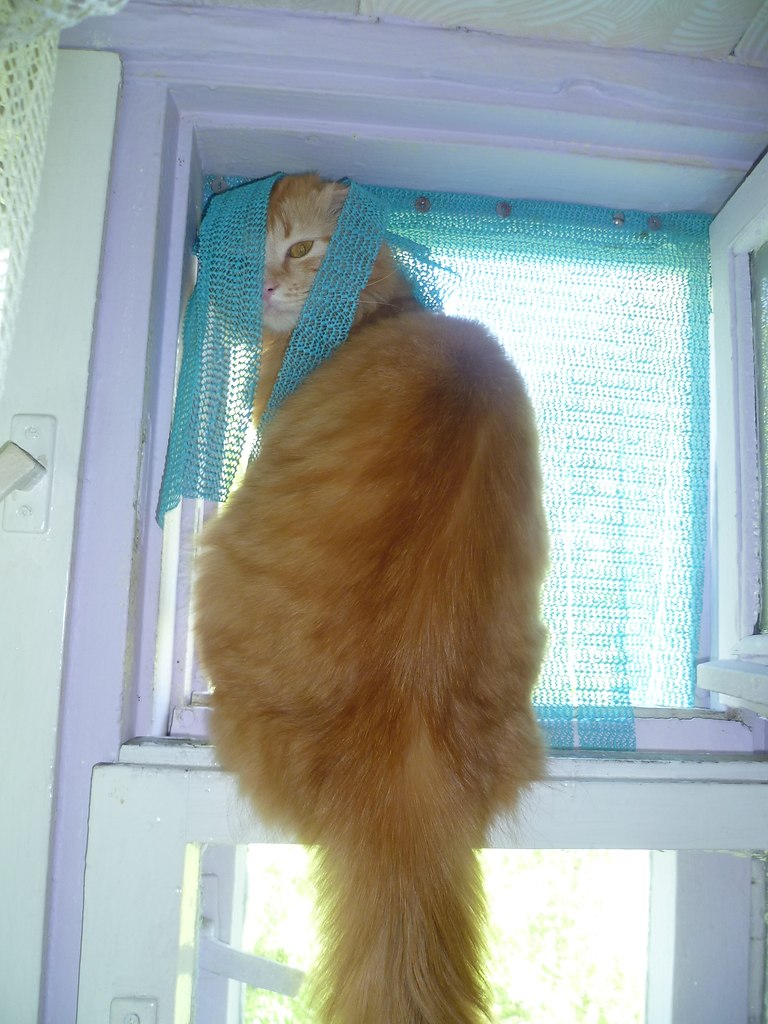 . ?!    Ѹ,   !    ,     ...
