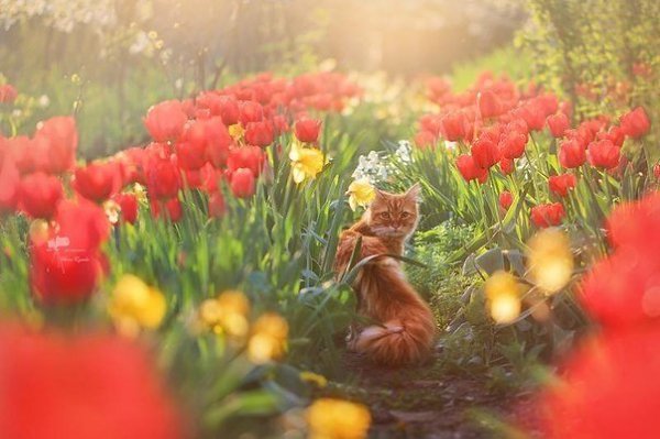 Спроси у рыжего кота: что есть на свете красота? И Вам ответит рыжий кот: пойдём со мною в огород!