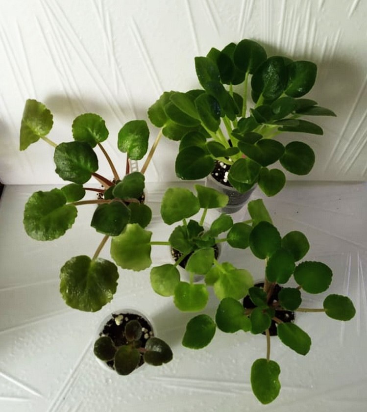   60.  ++. 1.Optimara Neverfloris (R.Holtkamp) 2.  ... - 6