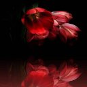 ���� Lara, ������� - ��������� 19 ������� 2020 � ������ �������