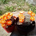 ���� Vidoje, �������, 61 ��� - ��������� 22 ���� 2020 � ������ ������ ��������