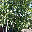 ���� ��������, �����������, 67 ��� - ��������� 14 ����� 2020 � ������ ���� ����������