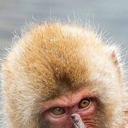 �����, ��������, 31 ���