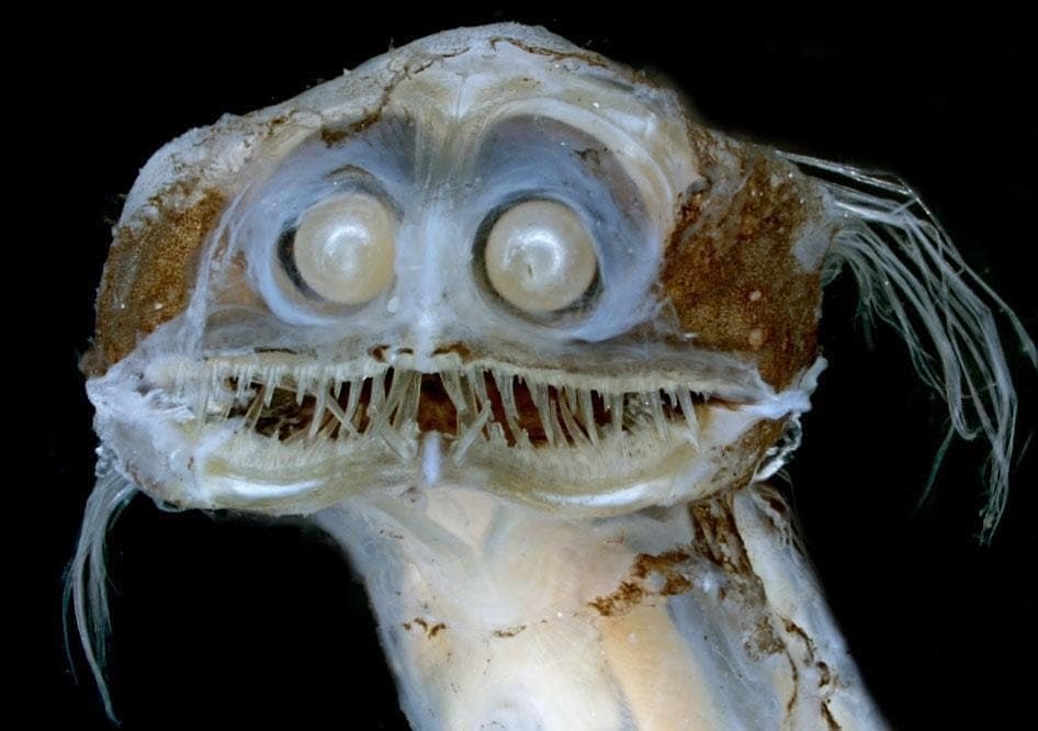  ,  ?   -  Giganturidae. Ÿ    ...