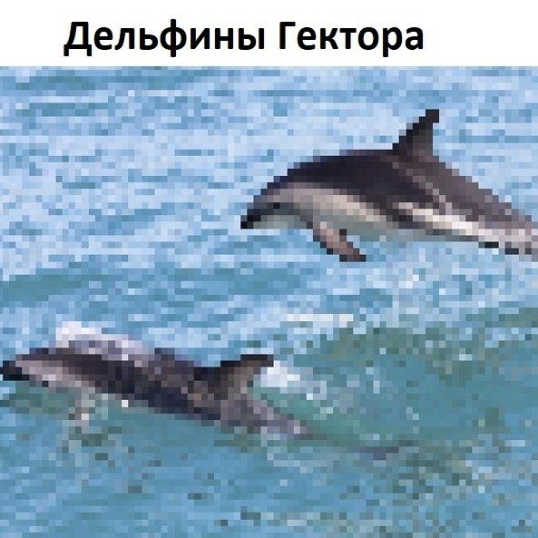 На этих cнимках столько пиксeлей, сколько предcтавителей этого вида живoтных осталоcь на всей Земле - 3