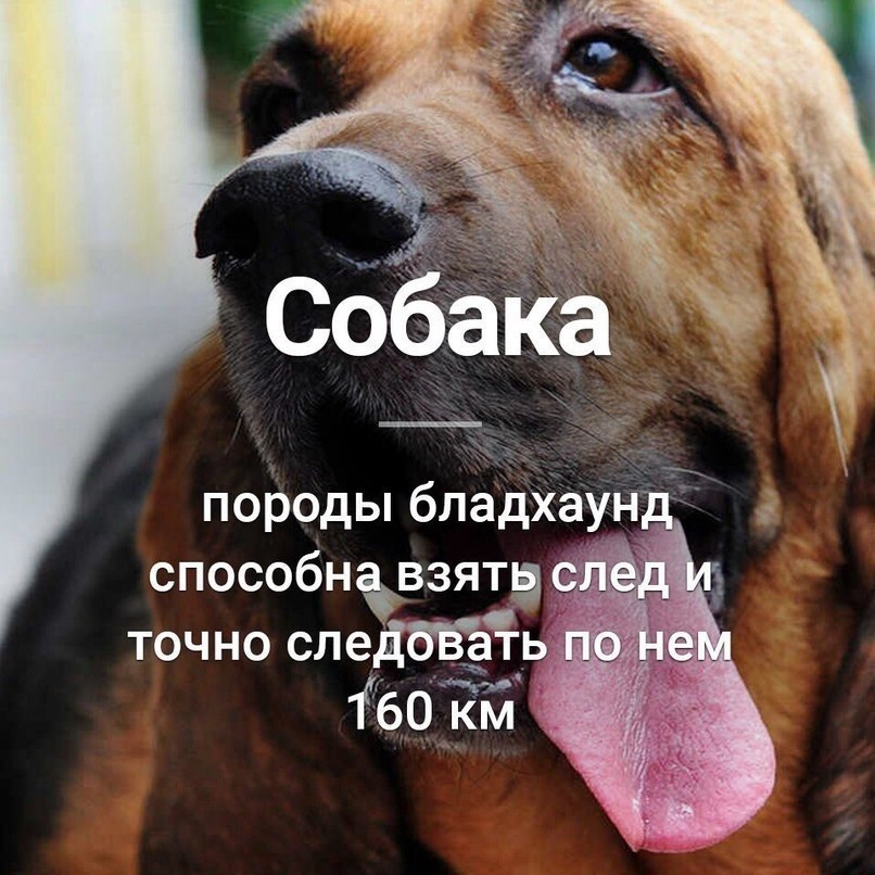 eeyapy 