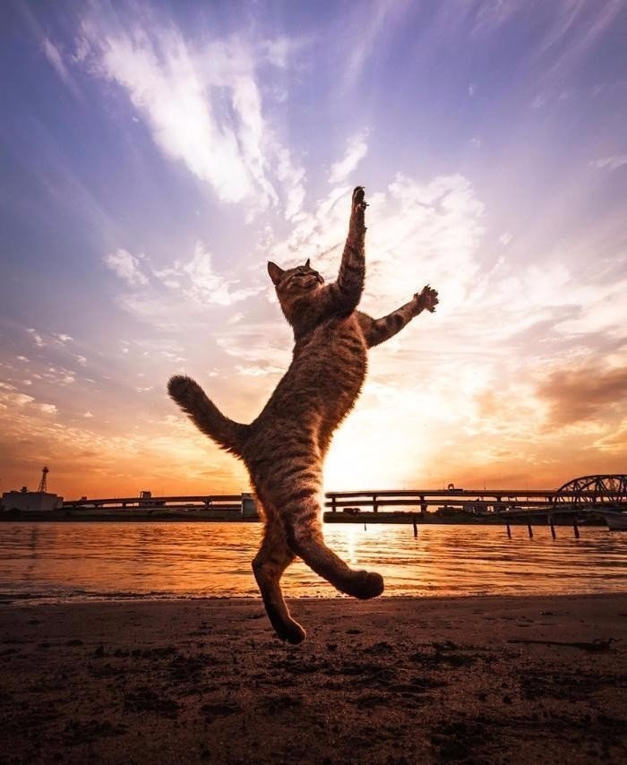 Нужны классные картинки. Летающий кот. Счастливый кот. Кошка в прыжке. Радостный кот.