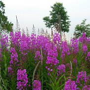 �����, 41 ���, ����