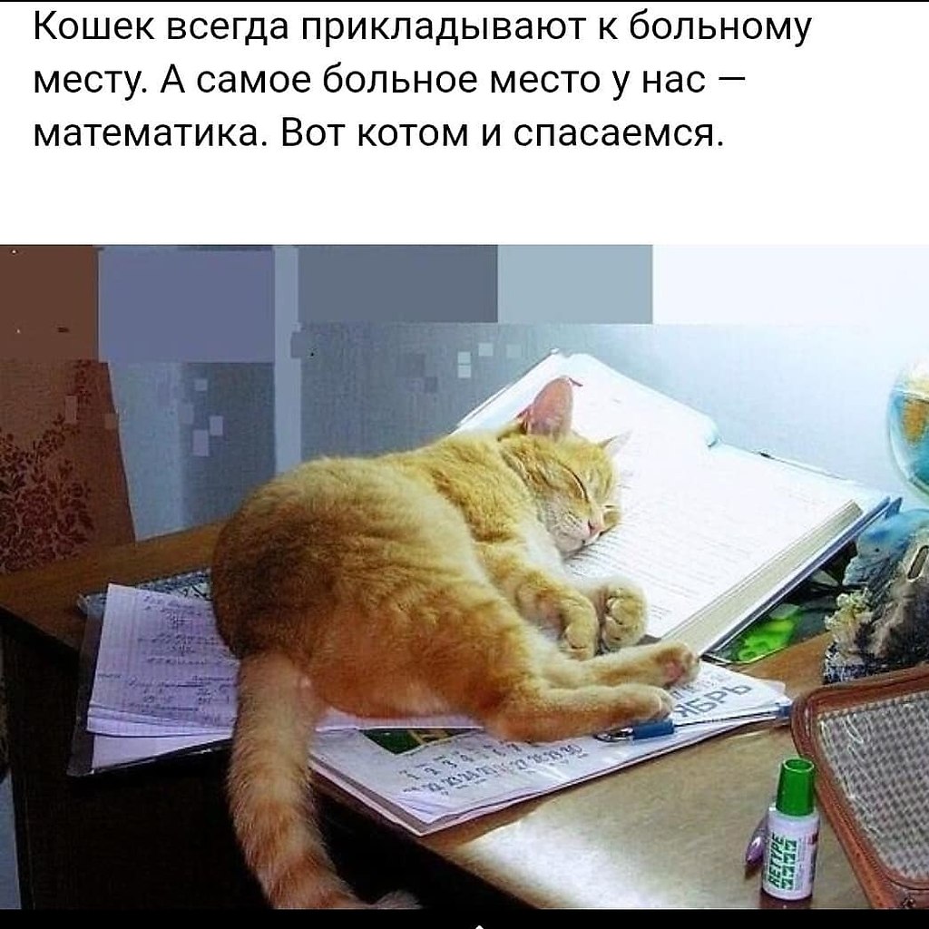 Кот учеба