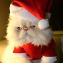 ���� �����, ������, 51 ��� - ��������� 16 ������� 2020 � ������ ���� ����������