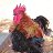 Frizzle Rooster Speedy