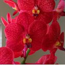 ���� Orhydeya, �����, 46 ��� - ��������� 14 ����� 2021