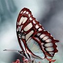 ���� ����, �����-���������, 55 ��� - ��������� 2 ������ 2021 � ������ �butterflies�