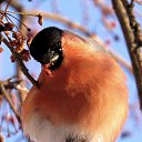  Svetlana, , 59  -  4  2021    