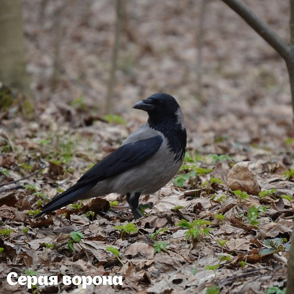 2693 птицы увидели участники Eurobirdwatch-2020 на природных территориях Москвы. 3-4 октября в ... - 6