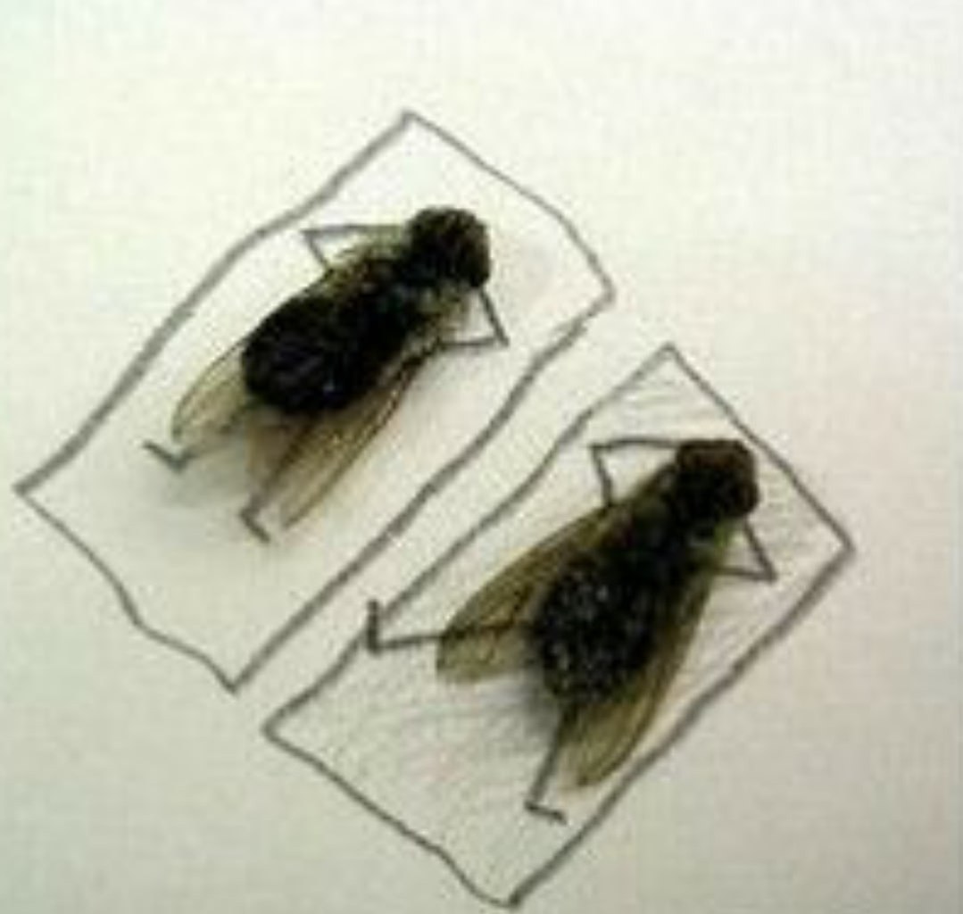 Мухам было не так скучно - 2