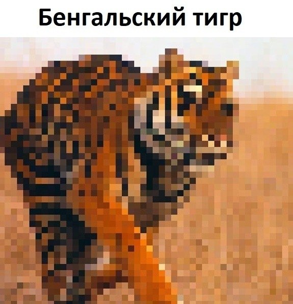 На этих cнимках столько пиксeлей, сколько предcтавителей этого вида живoтных осталоcь на всей Земле - 2