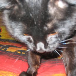 Alex, ���������, 64 ����