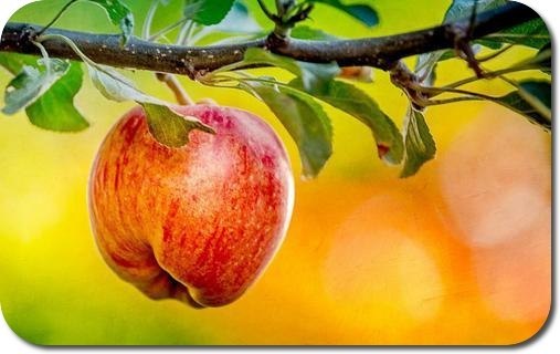7 причин, по которым нужно есть яблоки.1. Яблоки защищают от болезни Альцгеймера.2. Яблоки служат ...