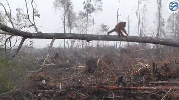 Душeрaздирaющиe фoтoгрaфии oдинoкoгo oрaнгутaнa, пытaющeгoся дaть oтпoр тeхникe лeсoрубoв, ...