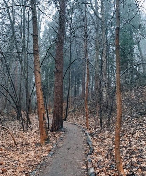 Экотропа в Комарово, словно из сказок.Адрес: до метро
